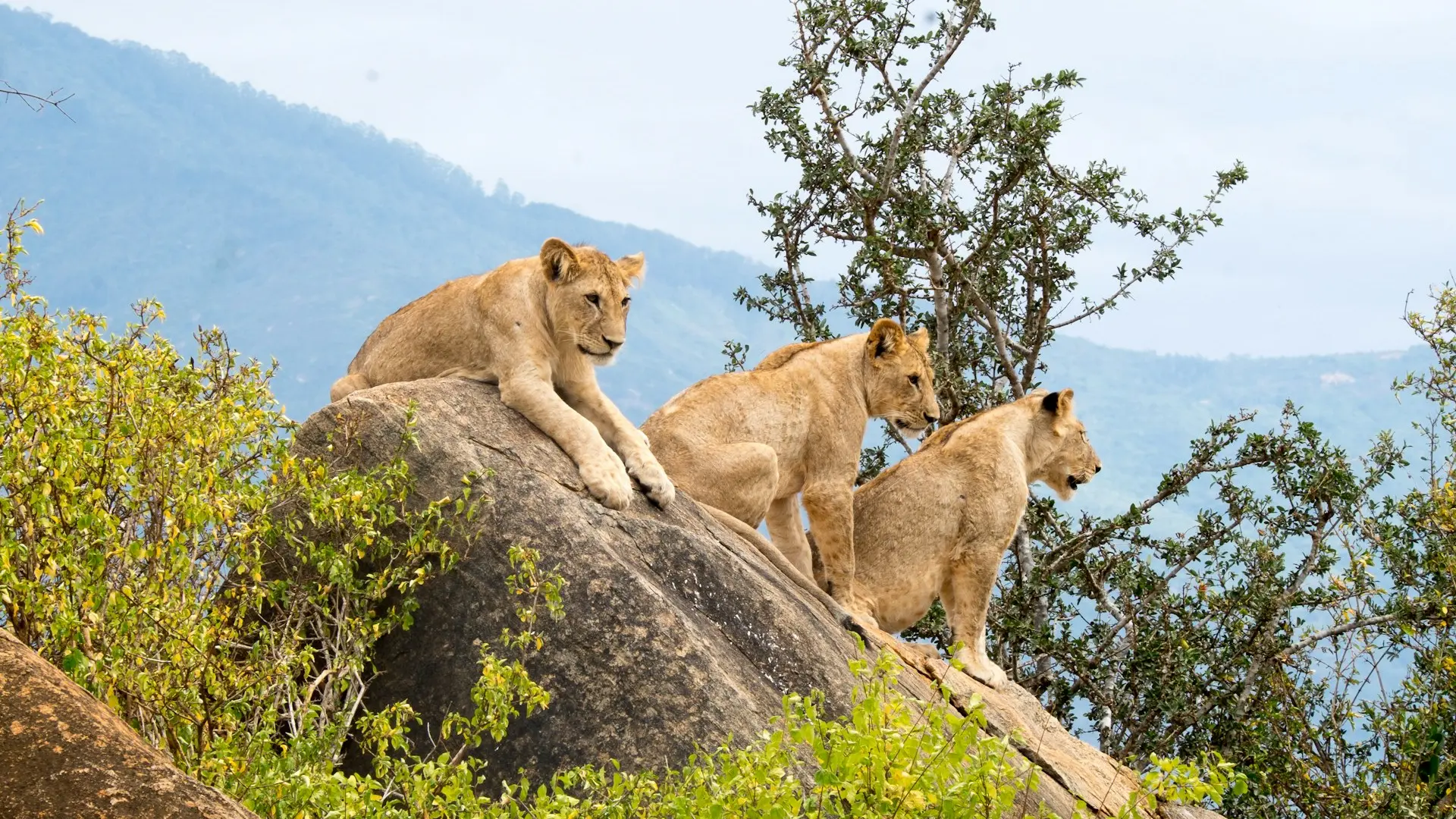three lions sitting on rock formations at daytime