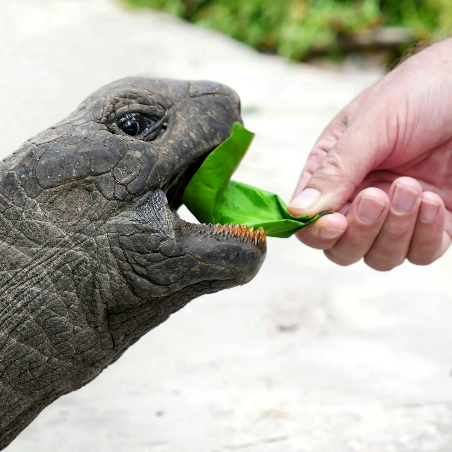 person feeding gray tortoise during daytime