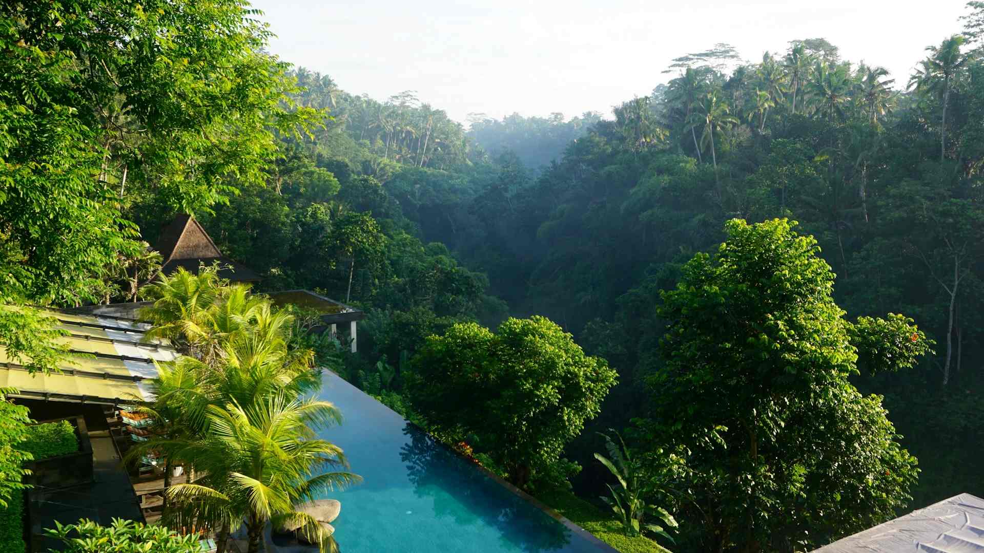 green trees beside clear body of water at daytime