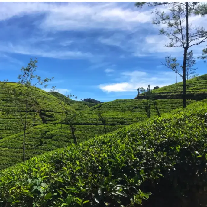 unsplash_P-avRWoSy9I_Sri Lanka.webp