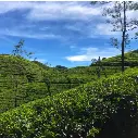 unsplash_P-avRWoSy9I_Sri Lanka.webp