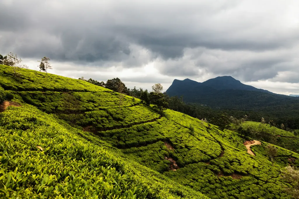 unsplash_Fh4CAo8ba6c_Nuwara.webp