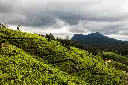unsplash_Fh4CAo8ba6c_Nuwara.webp