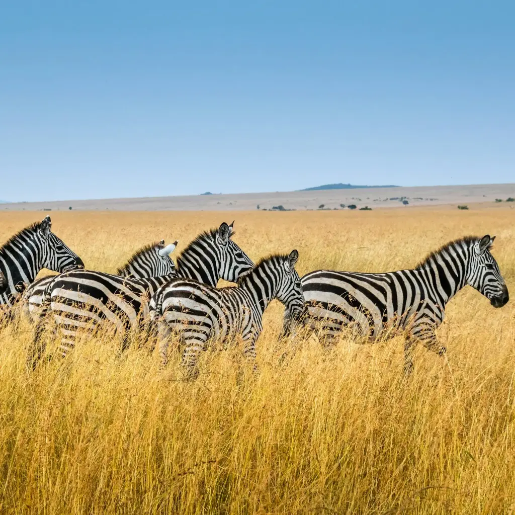 unsplash_Jgiv1rSIpVM_kenya.webp