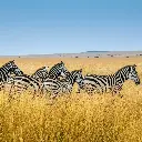 unsplash_Jgiv1rSIpVM_kenya.webp