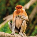 Circuit privat 5 nopti/6 zile BORNEO | MALAEZIA