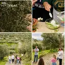 Tur de o zi National Geographic-Istoria milenară a uleiului de măsline |CRETA | GRECIA