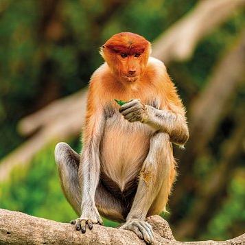 Circuit si sejur BORNEO 9 nopti/10 zile | MALAEZIA